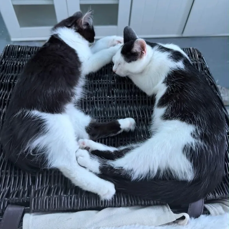 Teddy and Simon thumbnail 3