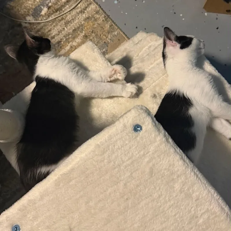 Teddy and Simon thumbnail 5
