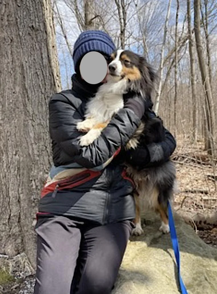 An adult medium-sized male Tricolor (Brown, Black, & White) Australian Shepherd dog named Nova for adoption in Amherst, MA