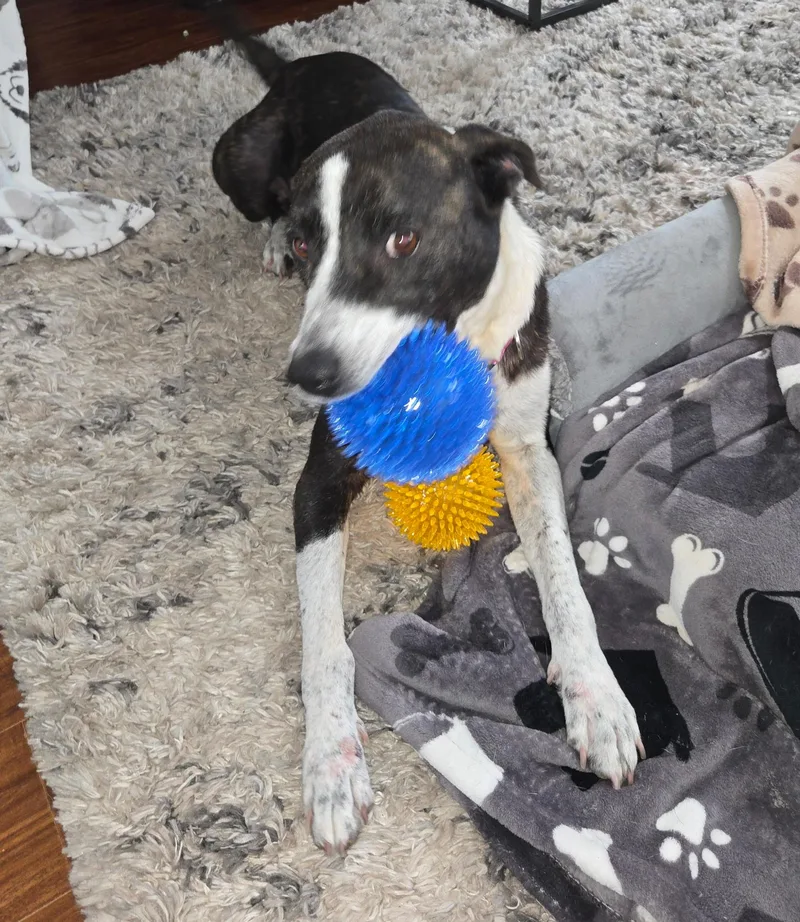 An adult medium-sized female Brindle Mountain Cur dog named Starlight Emma for adoption in Houston, TX
