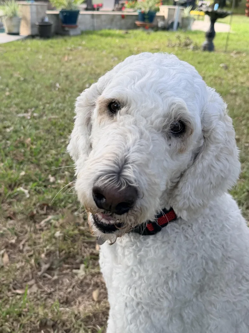 An adult medium-sized female White / Cream Standard Poodle dog named Haylee for adoption in Baker, LA