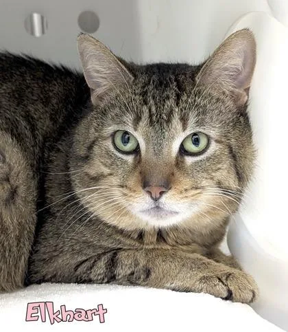 A senior large-sized male Domestic Short Hair cat named Elkhart for adoption in Mason, MI