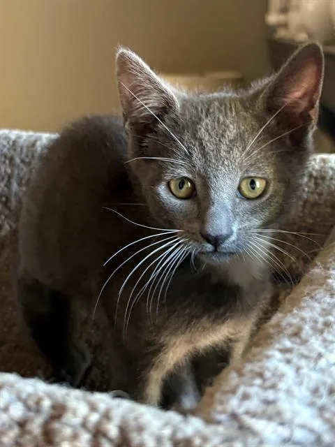 A baby small-sized male Domestic Short Hair cat named Collin for adoption in Tustin, CA
