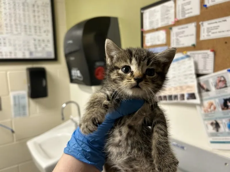 A baby small-sized female Domestic Short Hair cat named Charlene for adoption in Chapel Hill, NC