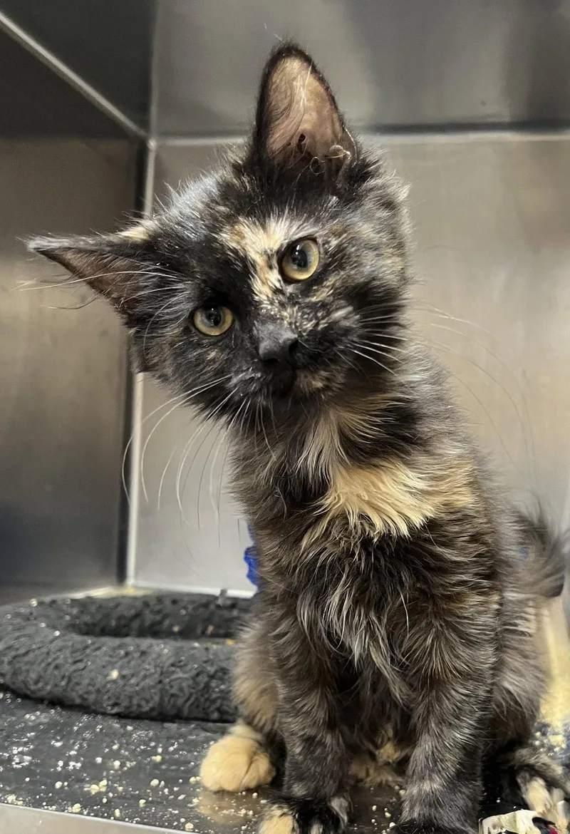 A young medium-sized female Domestic Long Hair cat named Unity for adoption in Massapequa, NY