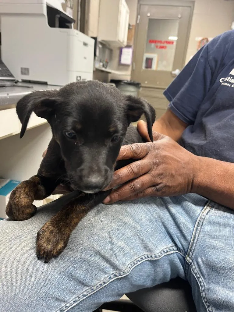 A baby small-sized female Terrier dog named Addie for adoption in Hopkinsville, KY