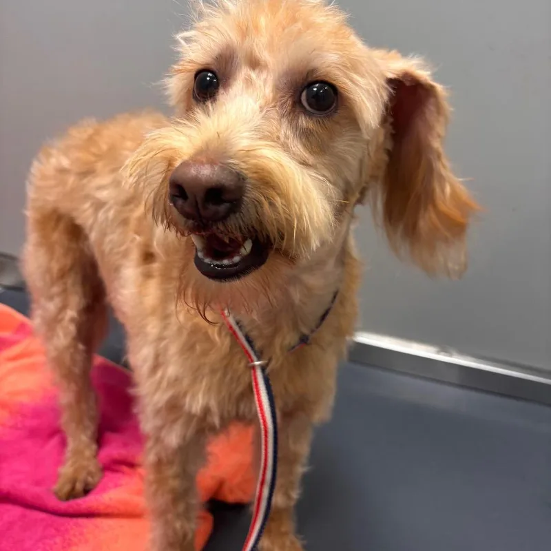 An adult medium-sized male Yellow / Tan / Blond / Fawn Cockapoo dog named Woody for adoption in Allentown, PA