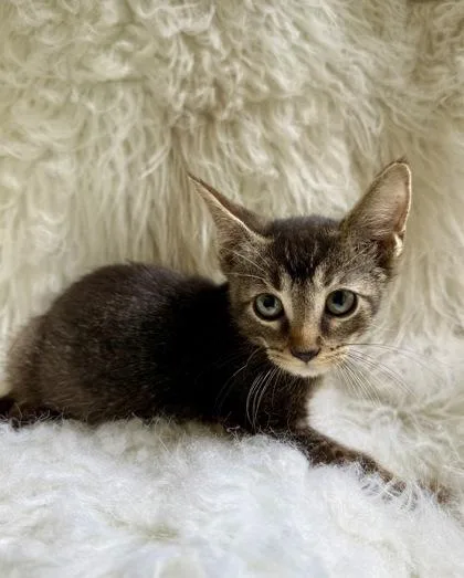 A baby medium-sized male Domestic Short Hair cat named Dune for adoption in Picayune, MS