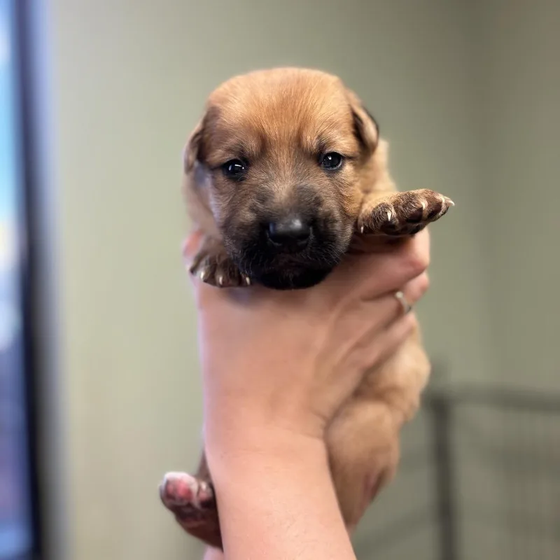 A baby medium-sized male Shepherd dog named Dean for adoption in Springboro, OH