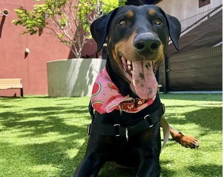 An adult large-sized male Doberman Pinscher dog named Gabe for adoption in Palo Alto, CA