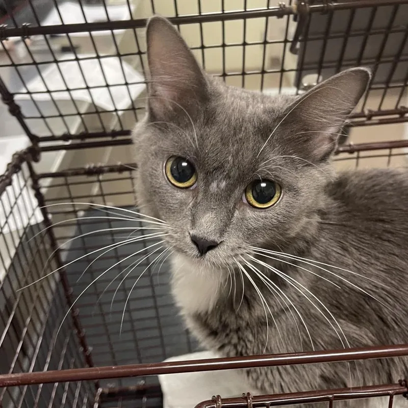 An adult medium-sized female Domestic Short Hair cat named Inu for adoption in Chicago, IL
