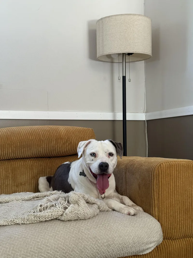 An adult medium-sized female White / Cream American Staffordshire Terrier dog named Emerson for adoption in Charleston, SC