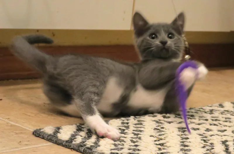 Lady Gray thumbnail 4