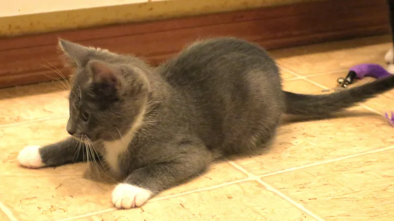 Lady Gray thumbnail 5
