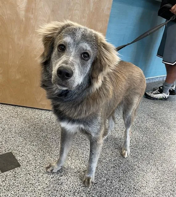 A young large-sized male Mixed Breed dog named Bandit for adoption in Palmetto, FL