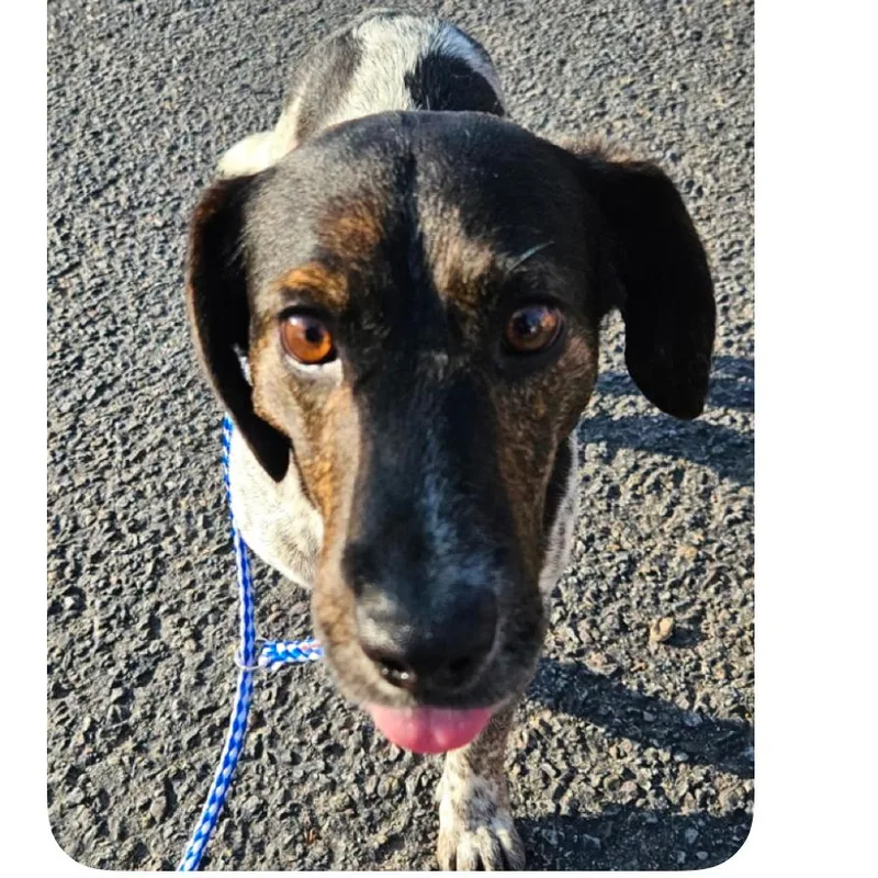 A young small-sized male Black Dachshund dog named Westley for adoption in Rockville, MD