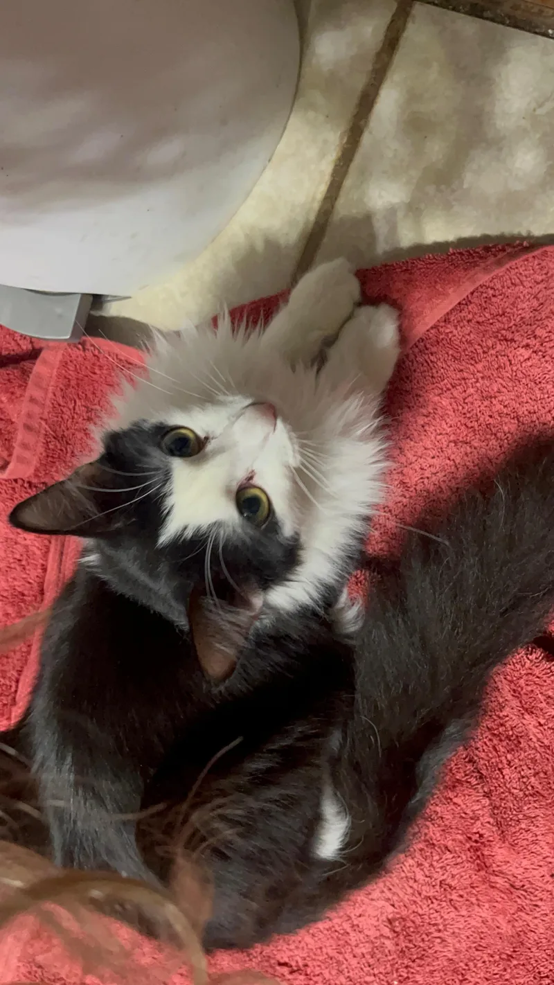 A baby small-sized male Black & White / Tuxedo Domestic Medium Hair cat named Humphrey Bogart for adoption in Youngtown, AZ