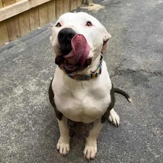 Frankie