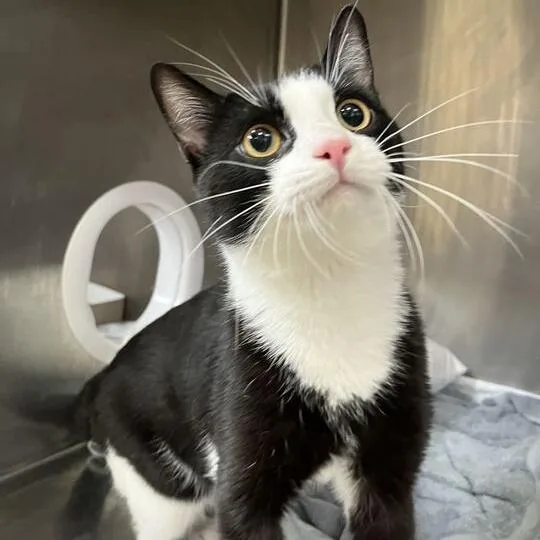 A young medium-sized male Black Domestic Short Hair cat named Montstray for adoption in Perkiomenville, PA