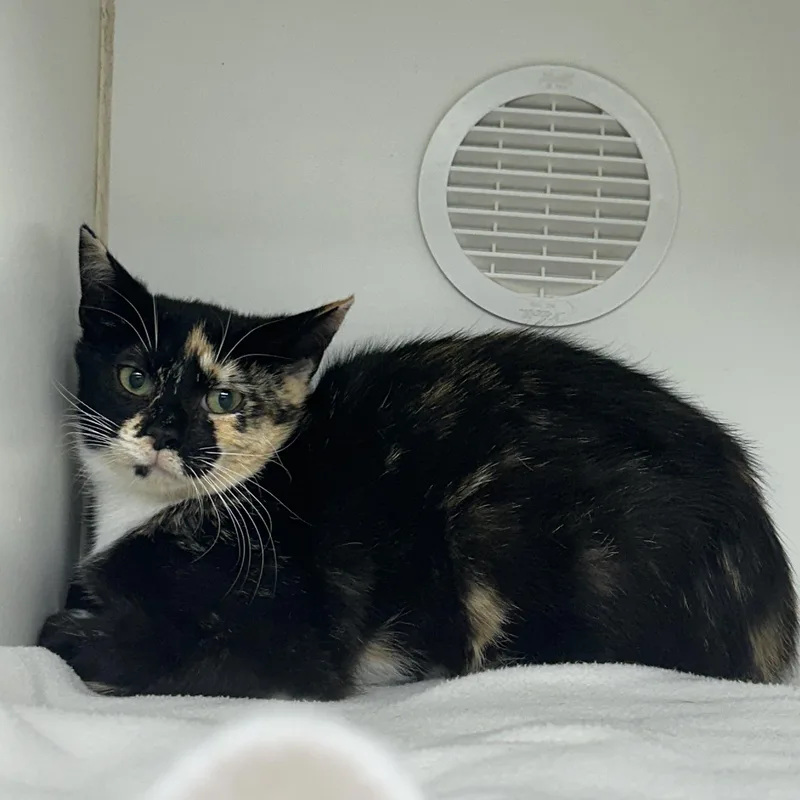 A young small-sized female Domestic Short Hair cat named Selena for adoption in Reisterstown, MD