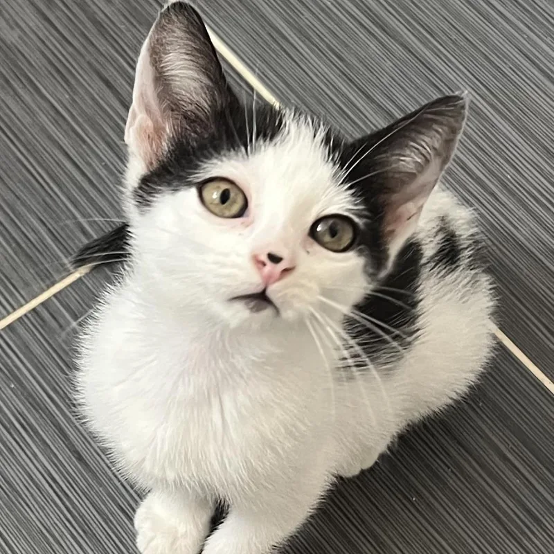 A baby small-sized female White Domestic Short Hair cat named Miranda for adoption in West Palm Beach, FL