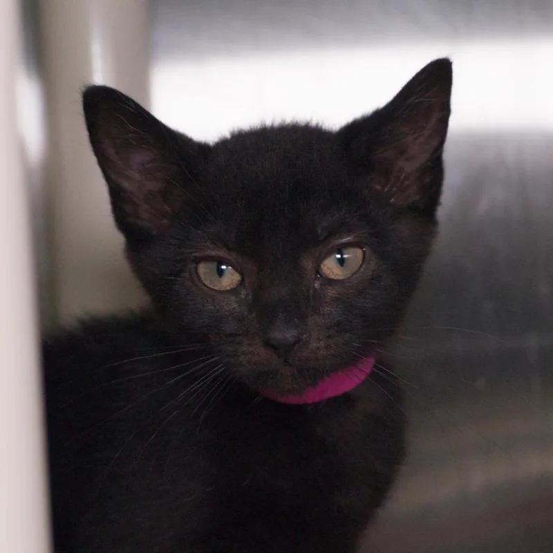 A baby medium-sized female Domestic Short Hair cat named Bellatrix for adoption in Shoreline, WA