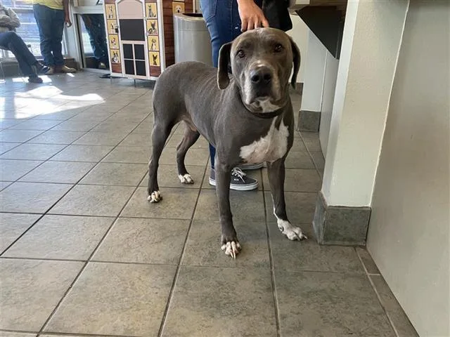 An adult medium-sized male Labrador Retriever dog named Linx for adoption in San Antonio, TX
