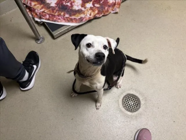 A young medium-sized female Hound dog named Jo for adoption in Chapel Hill, NC