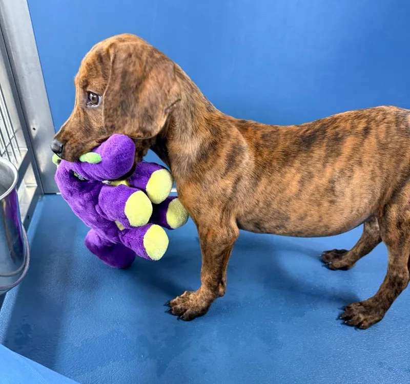 A baby medium-sized male Hound dog named Copper for adoption in Ellijay, GA