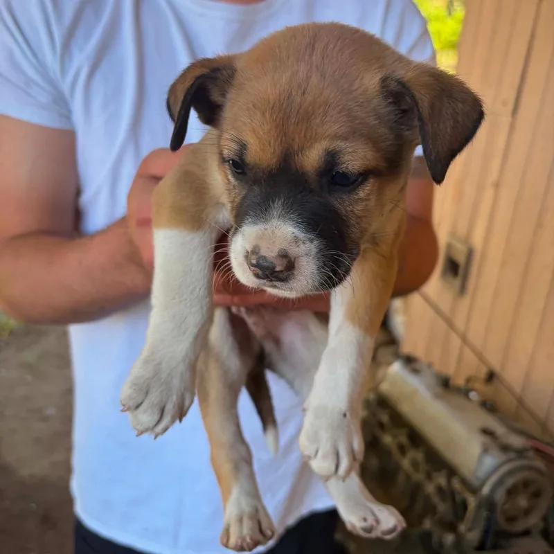A baby medium-sized female Brown / Chocolate Husky dog named Sandra for adoption in Tacoma, WA