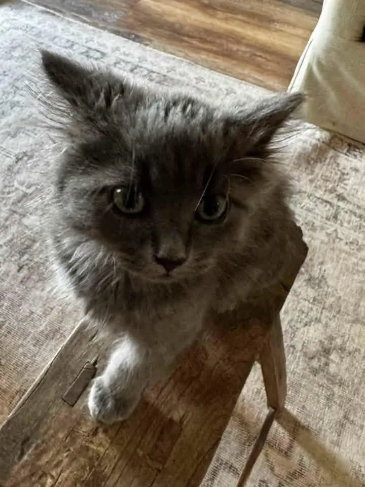 A baby medium-sized male Gray / Blue / Silver Domestic Medium Hair cat named Bingo for adoption in Calera, AL
