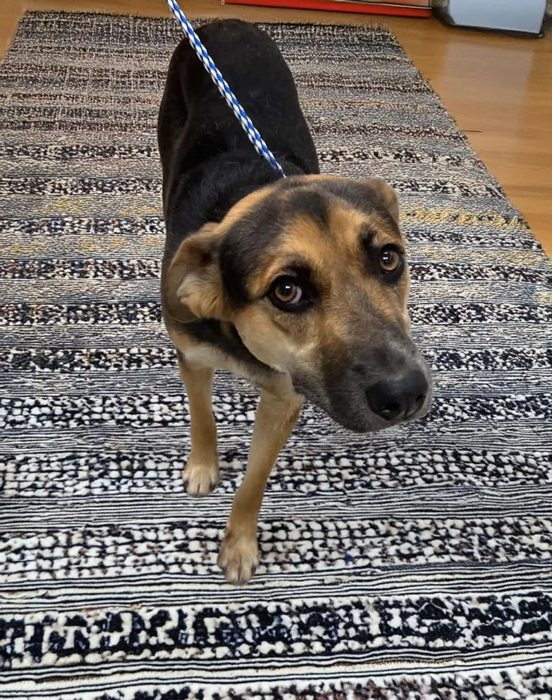 A young large-sized female Shepherd dog named Tiki for adoption in Lavonia, GA