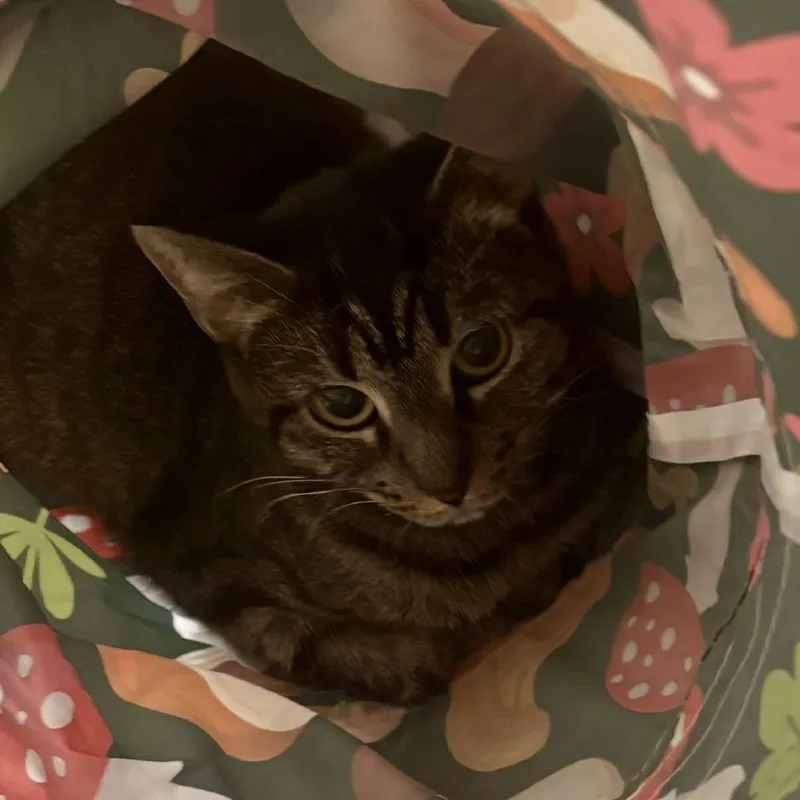 An adult medium-sized female Brown / Chocolate Domestic Short Hair cat named Gemma for adoption in Boston, MA
