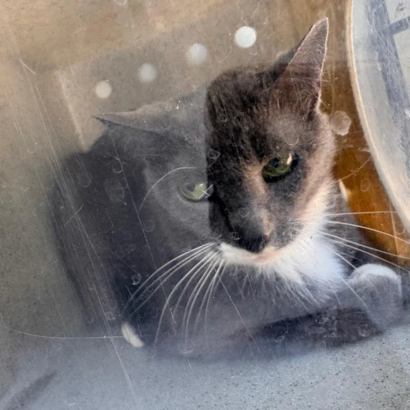 A young medium-sized female Gray / Blue / Silver Domestic Short Hair cat named Orko for adoption in Philadelphia, PA