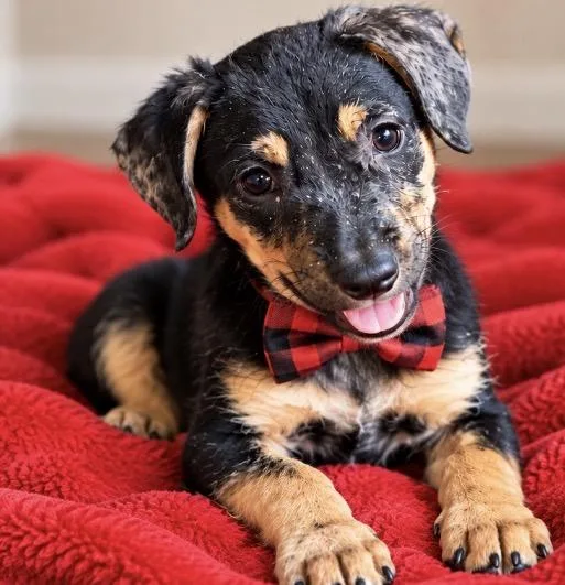 A baby medium-sized male Mixed Breed dog named Finn Hoping to be for adoption in Conway, SC