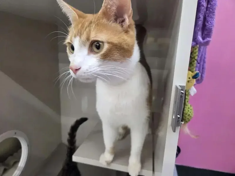 An adult medium-sized male Orange & White Domestic Short Hair cat named Pub for adoption in Grand Rapids, MI