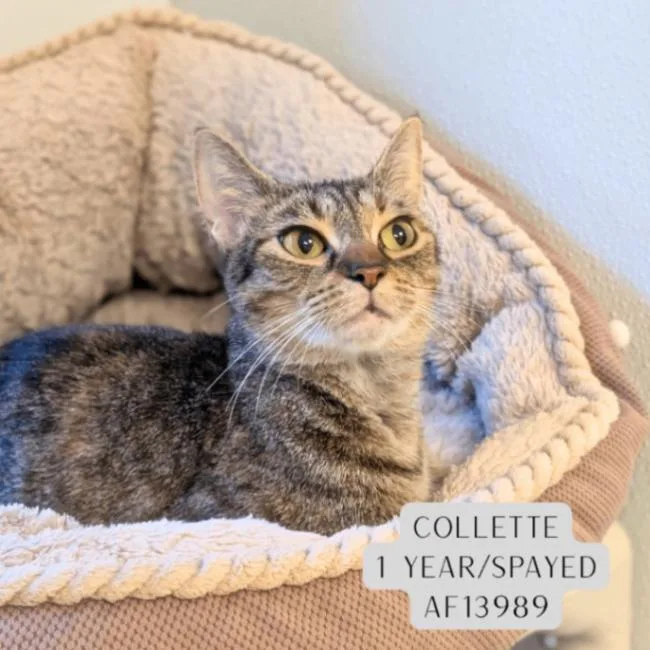 Collette