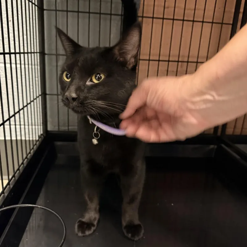 A young small-sized male Black Domestic Short Hair cat named Reznor for adoption in Columbus, NC