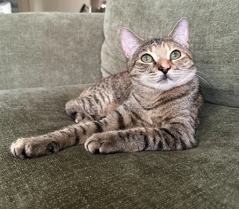 A young medium-sized female Torbie cat named BEAR Offered for adoption in Hillsboro, OR