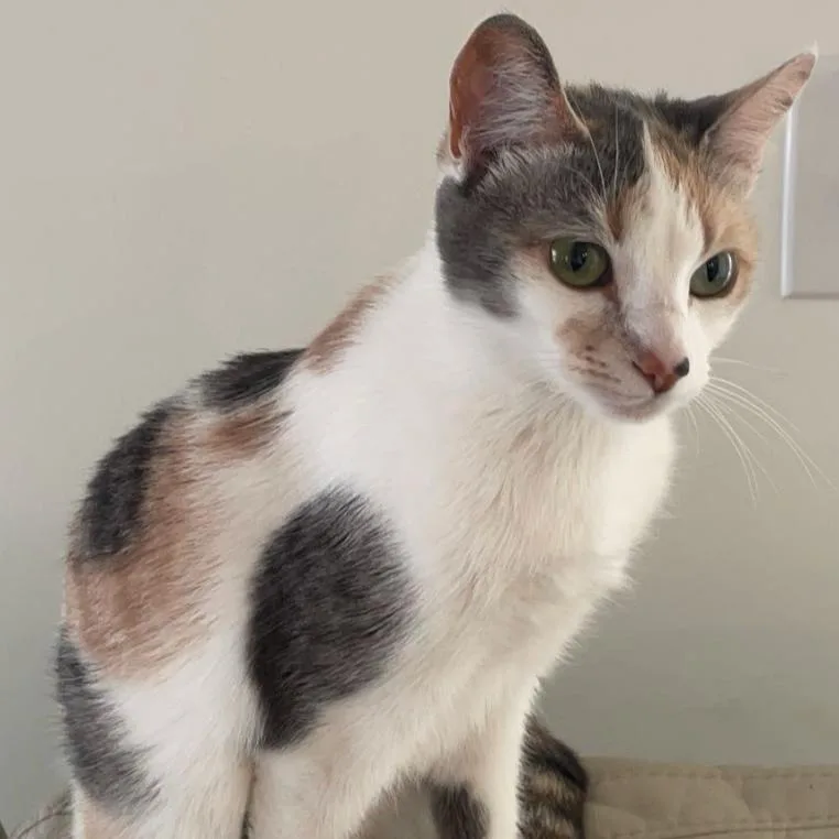 An adult medium-sized female White Domestic Short Hair cat named Chanel for adoption in Birmingham, AL