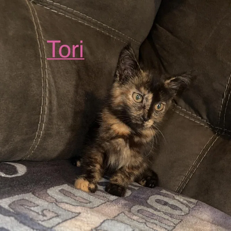 Tori