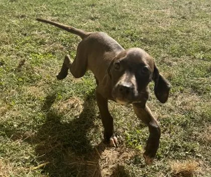 A baby small-sized female Hound dog named Smurfette for adoption in Conway, SC