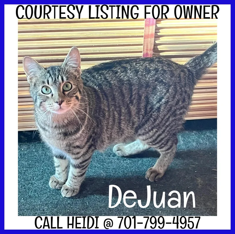 A young medium-sized male Tabby (Gray / Blue / Silver) Domestic Short Hair cat named DeJuan COURTESY LISTING for adoption in Valley City, ND