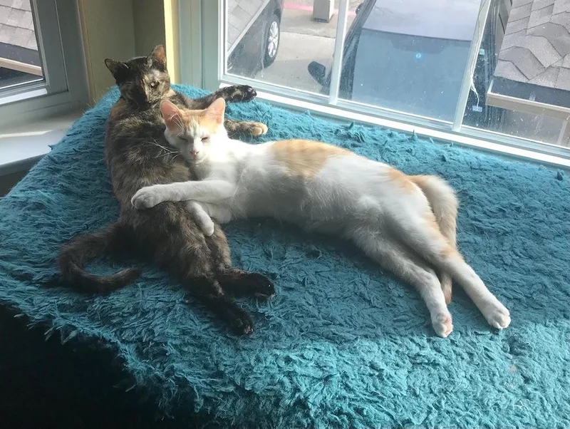 Doolittle thumbnail 2