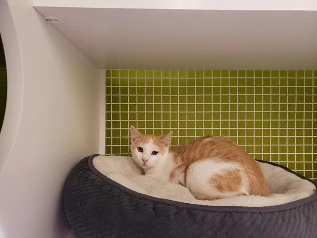 Doolittle thumbnail 3