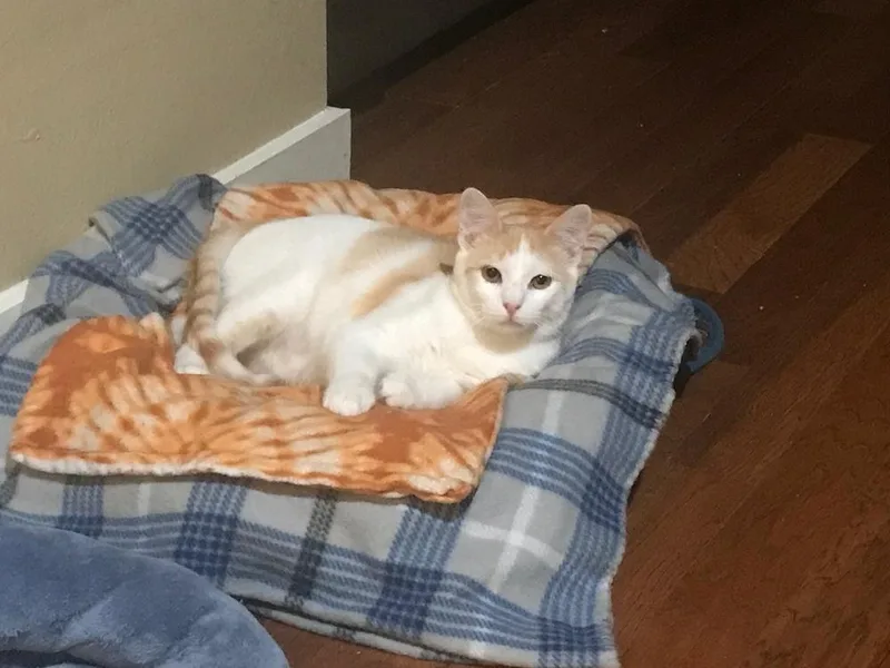 Doolittle thumbnail 4