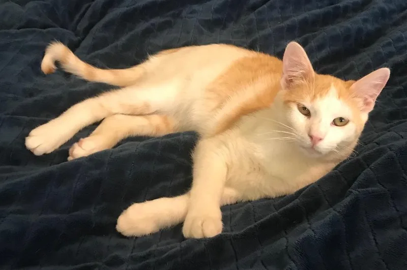 Doolittle thumbnail 5