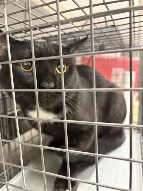 An adult medium-sized male Domestic Short Hair cat named Oreo for adoption in Las Vegas, NV