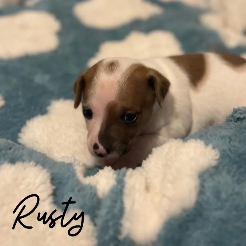 A baby small-sized male Mixed Breed dog named Rusty for adoption in Berlin, NJ