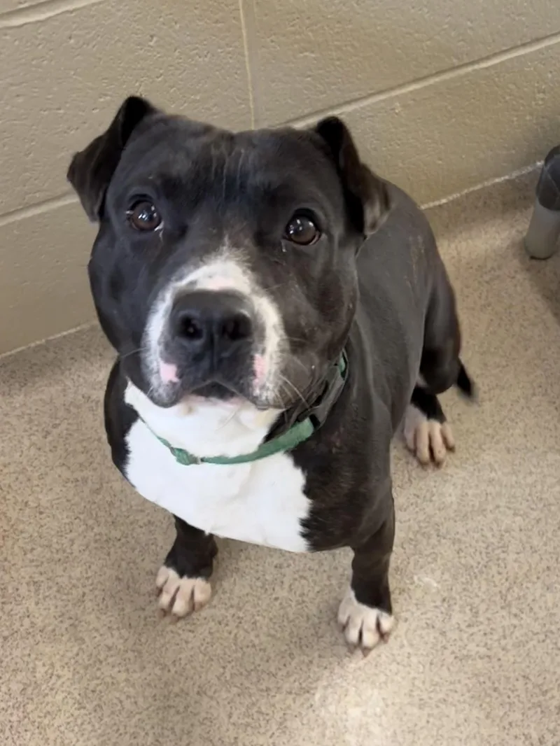 A young medium-sized male Pit Bull Terrier dog named Cletus for adoption in Youngstown, OH